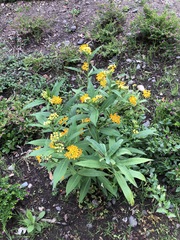 Asclepias curassavica