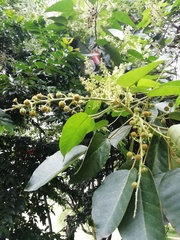 Croton hibiscifolius
