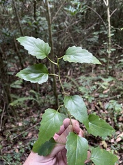 Pseudogynoxys chenopodioides