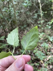 Pseudogynoxys chenopodioides