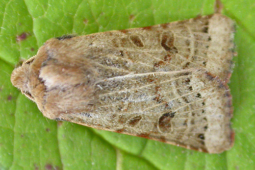 Lunar Underwing