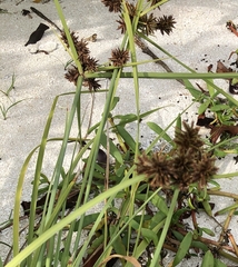 Cyperus planifolius