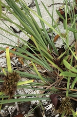 Cyperus planifolius