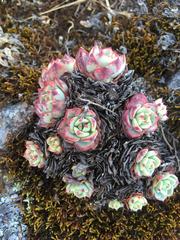 Echeveria secunda