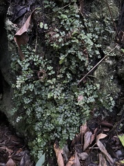 Asplenium dentatum