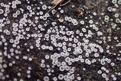 Myriolecis semipallida