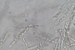 Lentomitella crinigera