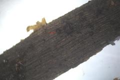 Lentomitella crinigera