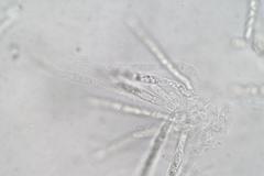 Lentomitella crinigera