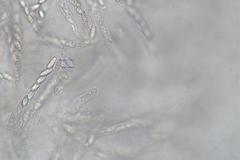 Lentomitella crinigera