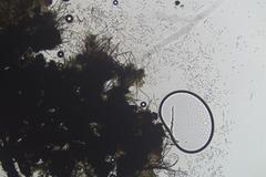 Lentomitella crinigera