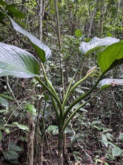 Dieffenbachia seguine