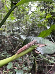 Dieffenbachia seguine