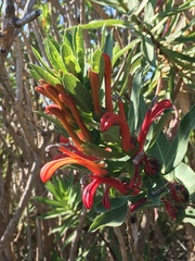 Lobelia excelsa