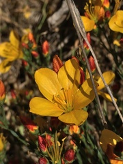 Linum