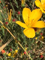 Linum