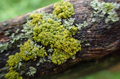 Pin-cushion Sunburst Lichen