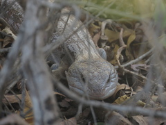Tiliqua scincoides intermedia