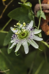 Passiflora giberti