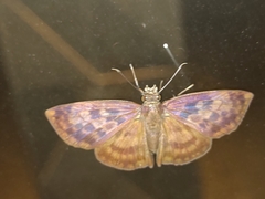 Anastrus sempiternus