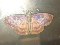 Anastrus sempiternus