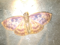 Anastrus sempiternus