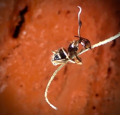 Ophiocordyceps camponoti-floridani