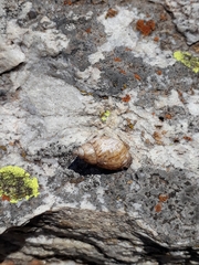 Discoleus aguirrei
