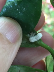 Pulvinaria camelicola