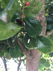 Pulvinaria camelicola