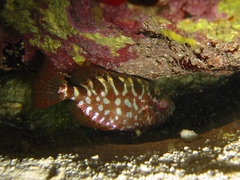 Heteropriacanthus cruentatus
