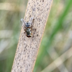 Pygophora apicalis