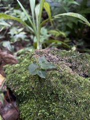 Microchilus hirtellus