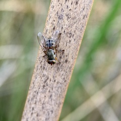 Pygophora apicalis