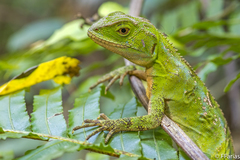 Enyalius iheringii