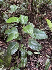 Hieronyma clusioides