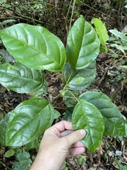 Hieronyma clusioides
