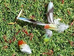 Platycercus icterotis icterotis