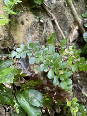 Anemia portoricensis