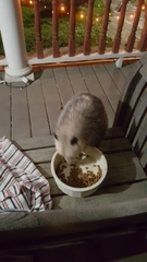 Didelphis virginiana