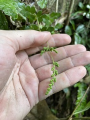 Anemia portoricensis