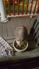 Didelphis virginiana