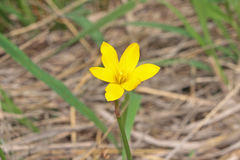 Zephyranthes pulchella
