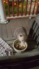 Didelphis virginiana
