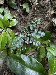 Anemia portoricensis