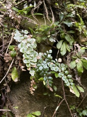 Anemia portoricensis