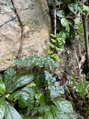 Anemia portoricensis