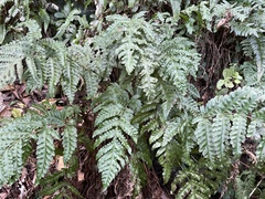 Tectaria cicutaria