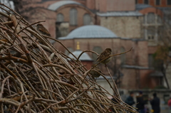 Passer domesticus