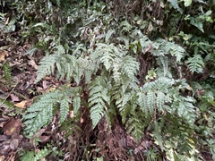 Tectaria cicutaria